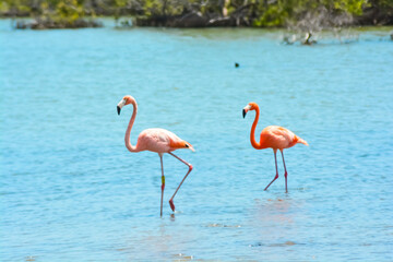 Close up of two beautiful flamingos in salina in Bonaire, Caribbean island.