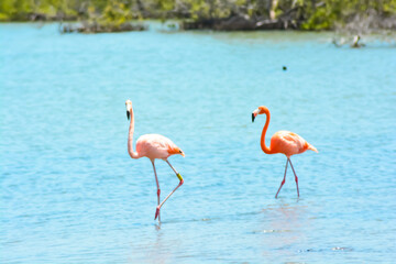 Close up of two beautiful flamingos in salina in Bonaire, Caribbean island.