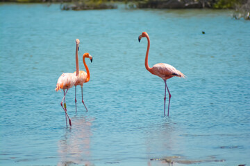 Close up of  three beautiful flamingos in salina in Bonaire, Caribbean island.
