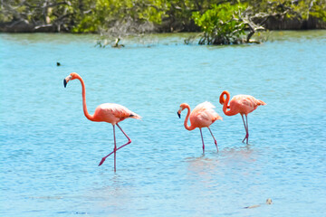 Close up of  three beautiful flamingos in salina in Bonaire, Caribbean island.
