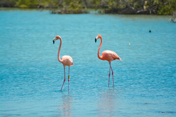Close up of two beautiful flamingos in salina in Bonaire, Caribbean island.