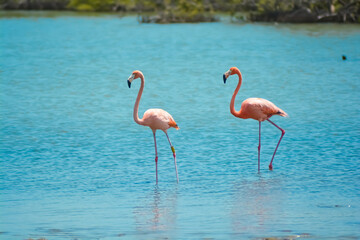 Close up of two beautiful flamingos in salina in Bonaire, Caribbean island.
