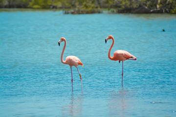 Close up of two beautiful flamingos in salina in Bonaire, Caribbean island.