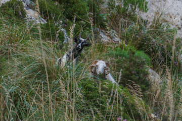 Two goats standing in grass at beautiful canyon of Oriented Nature Reserve Cavagrande del Cassibile, Syracuse, Italy.