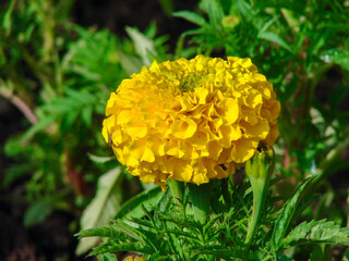 yellow flower in the garden