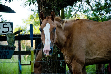 cabeza de caballo