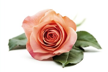Naklejka premium Rose isolated on white background, full depth of field , ai