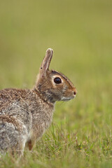 Eastern cottontail rabbit in grass on Assateague Island
