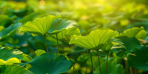 Fototapeta premium Green lotus leaves background