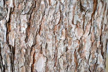 Texture Bois