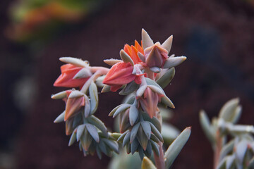 Hermoso Detalle de Suculenta Cactus