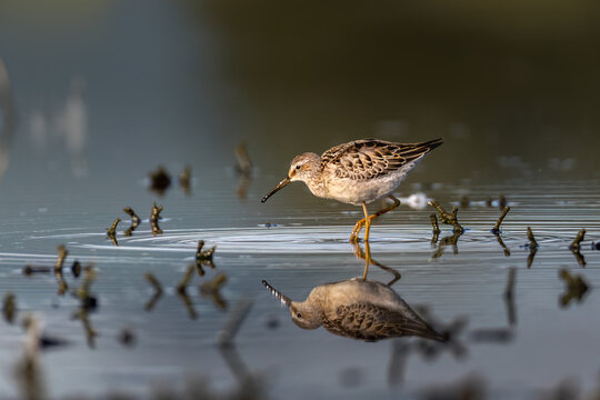 Stilt Sandpiper