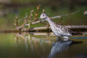 Greater Yellowlegs
