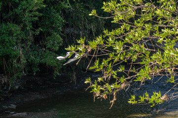 River overflow  effects