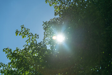 緑の葉っぱの隙間から見える夏の太陽の光