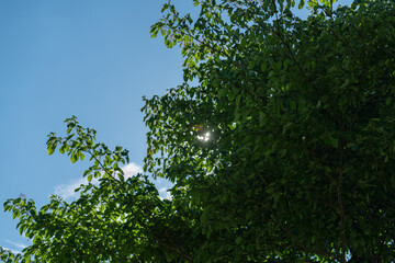 緑の葉っぱの隙間から見える夏の太陽の光