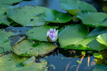 夏の池に浮かぶ蓮の花