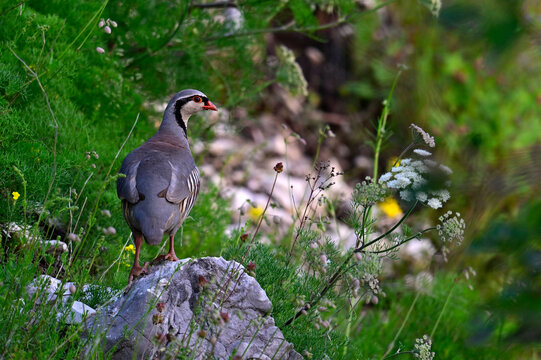 Steinhuhn // Rock partridge (Alectoris graeca) - Montenegro