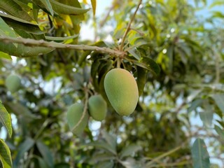 green unripe mango on mango tree