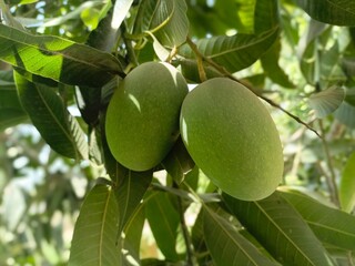 green unripe mango on mango tree