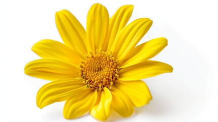 Fototapeta premium Daisy isolated on transparent background
