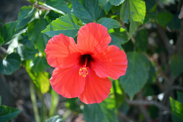 Eed hibiscus flower in the garden.