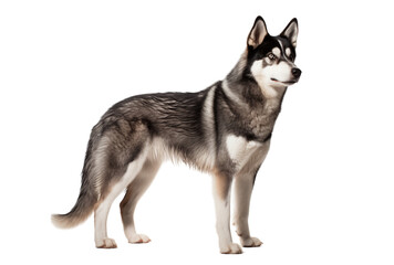 Fototapeta premium Siberian Husky Dog Standing On Transparent Background