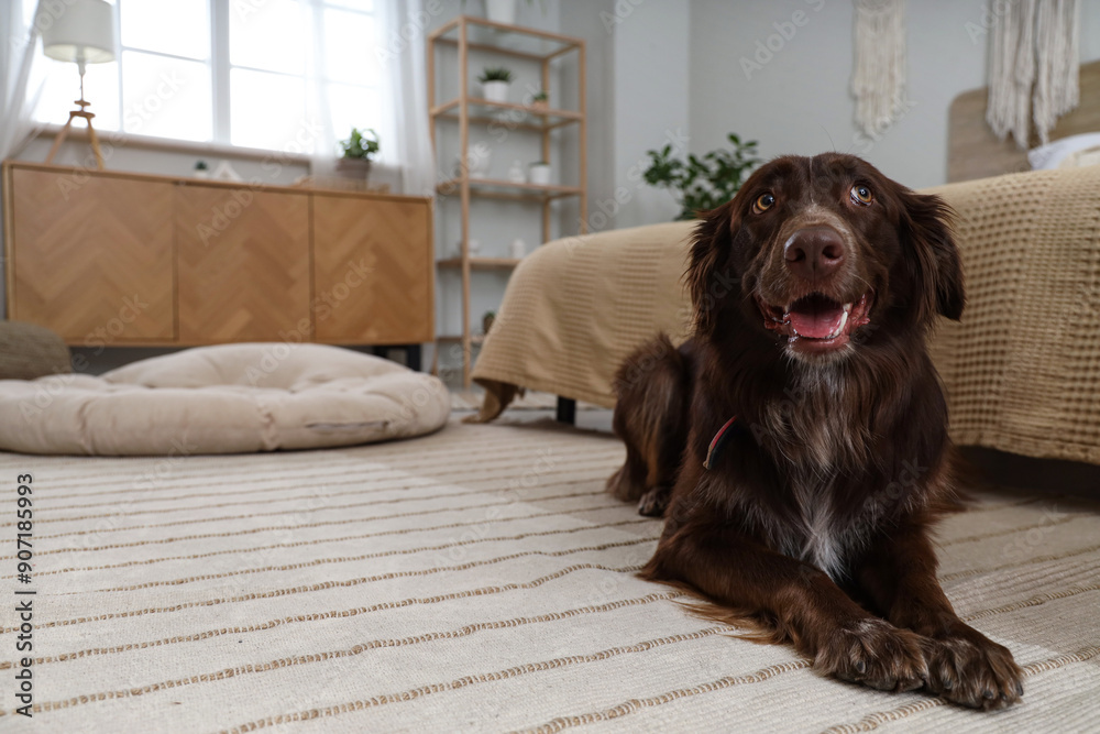 Poster cute brown markiesje dog lying on carpet at home