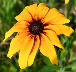 Black eyed susan 