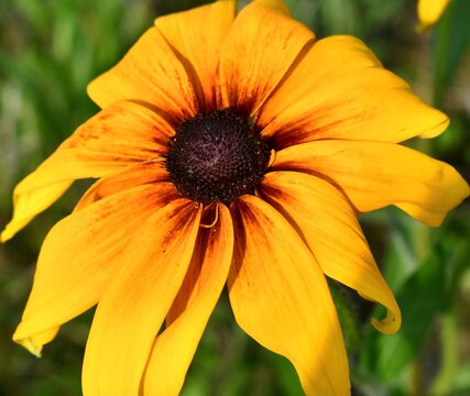 Black eyed susan flower 