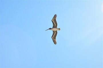 Worm's eye view of flying seagull.