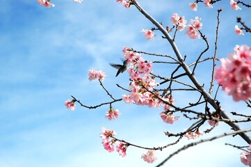 Flying hummingbirds flying by cherry blossom tree.