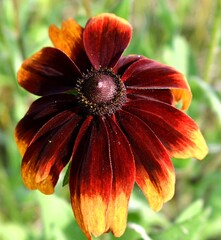 orange flower in the garden