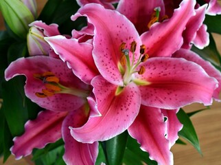 pink lily flower