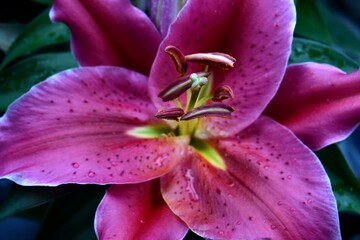 pink orchid flower