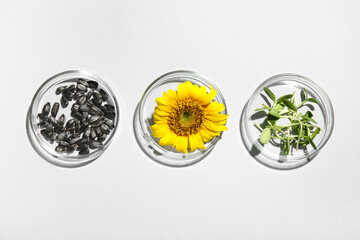 Petri dishes with sunflower, seeds and sprouts on white background
