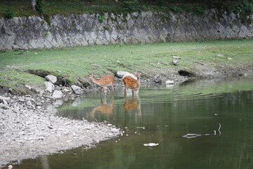 水に入る鹿