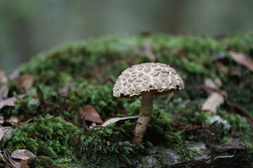 オニイグチのきのこ