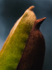 Magnolia flower bud