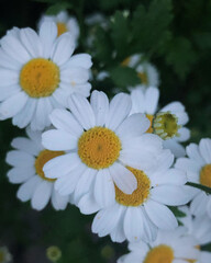 Obraz premium white daisy flower