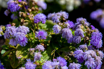 Close-up of lavender flowers, Soft focus on black banner background