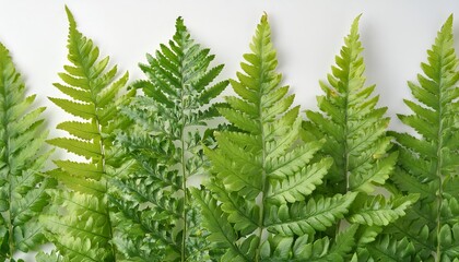 A vibrant green fern leaf beautifully isolated on white background, showcasing its intricate details and natural elegance. Perfect for nature lovers and botanical enthusiasts. Mockup