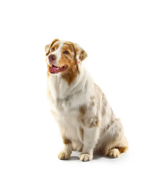 Cute Australian Shepherd dog isolated on white background