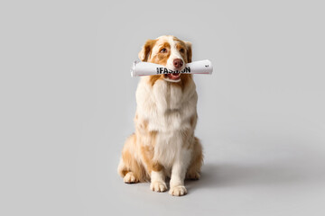 Cute Australian Shepherd dog with newspaper sitting on grey background