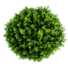 Obraz premium Boxwood on a white background. Outdoor Ornamental Plant
