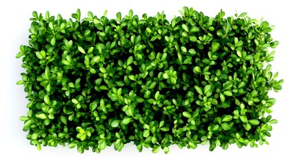 Obraz premium Boxwood on a white background. Outdoor Ornamental Plant