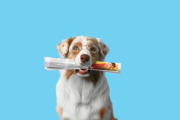 Cute Australian Shepherd dog with newspaper on blue background