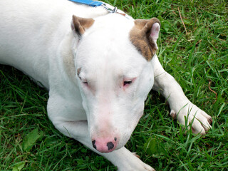Obraz premium Beautiful white bull terrier breed dog outdoors.