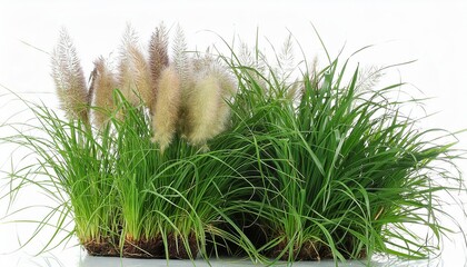 Kans grass flower beautifully isolated on white background, showcasing its intricate details and natural elegance. Perfect for nature lovers and botanical enthusiasts