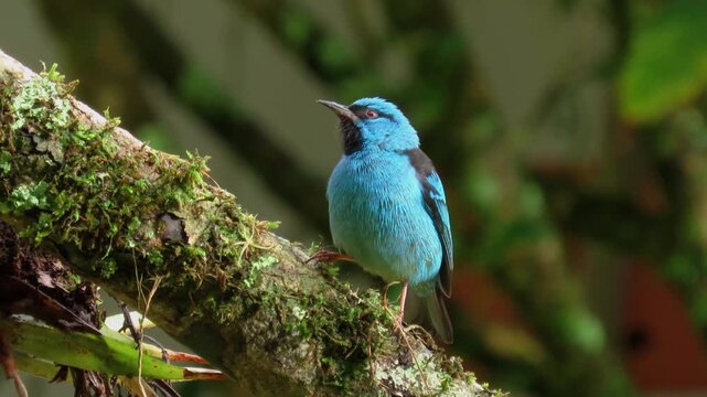 Turquoise honeycreeper. Blue dacnis (Dacnis cayana) male. Atlantic Forest Brazil.